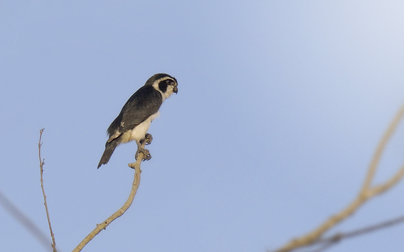 Pied Falconet (Microhierax melanoleucos) at Cuc Phuong Birding Trails - Northern Vietnam. Photo by: Bui Duc Tien - Vietnam Bird Photography Tours - Vietbirdphototours.com